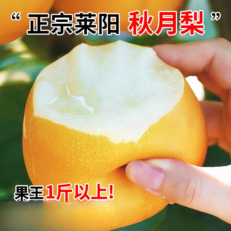 【黑龙江云南】山东特产正宗秋月梨冰糖梨子新鲜水果脆甜产地直发