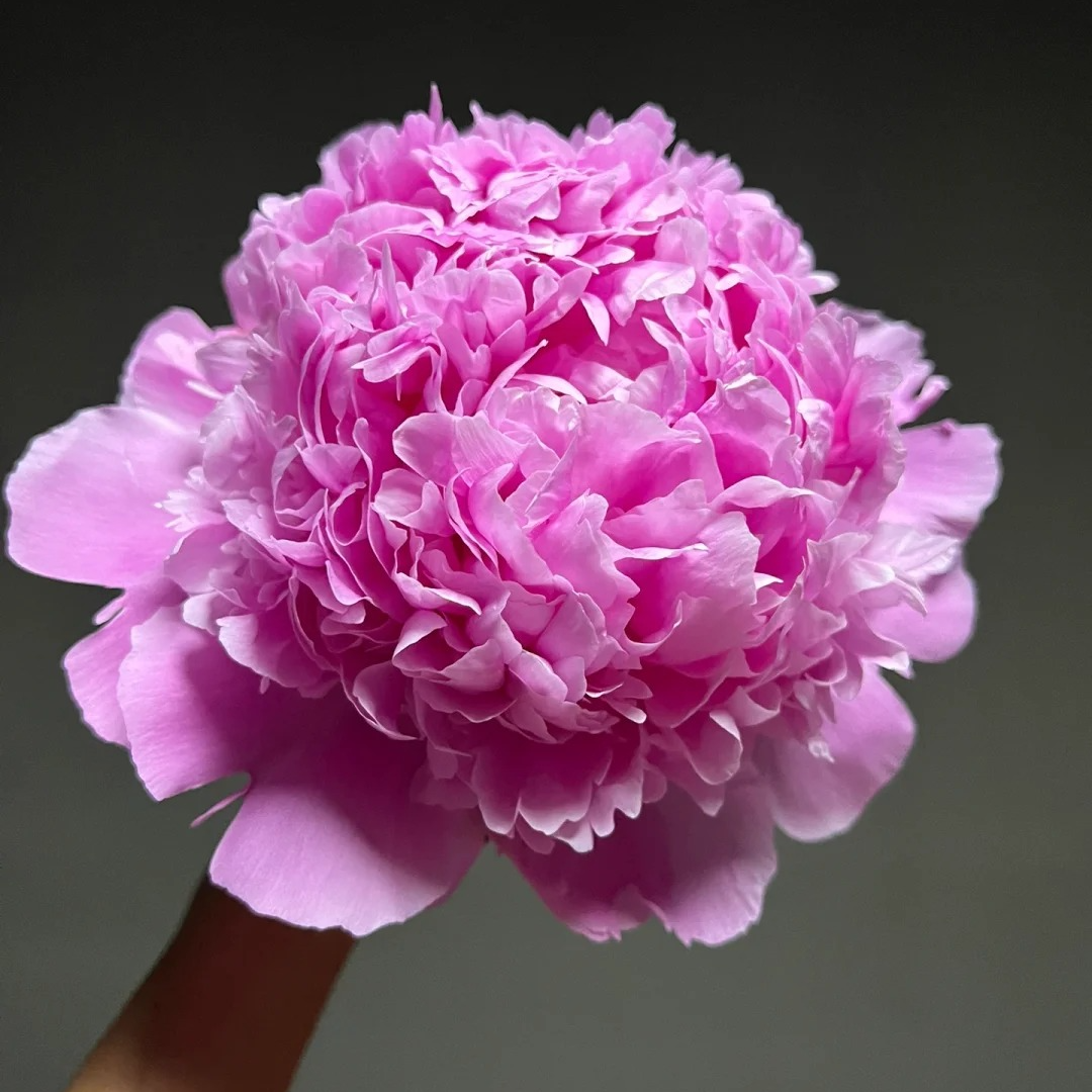 【蓝富士】重瓣芍药直播间芍药基地直发高品质鲜切花生活鲜花