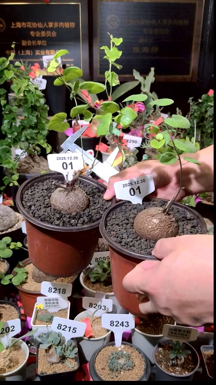 01号1230福利南非龟甲龙买一送一