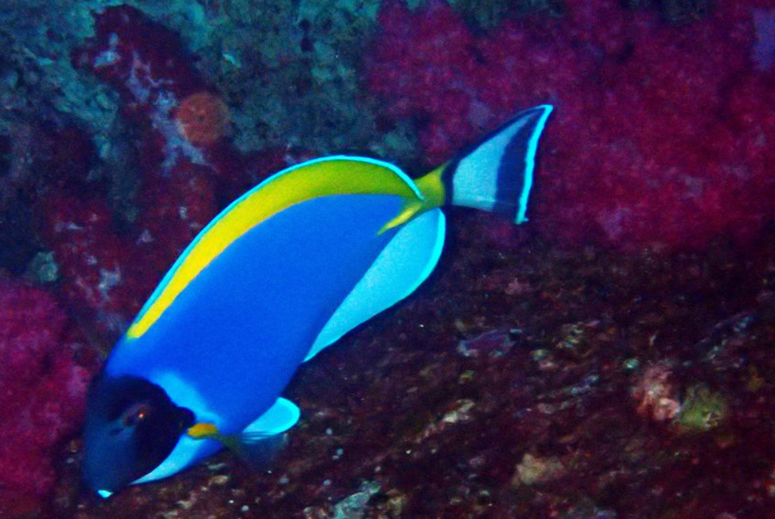 马代粉蓝、海水观赏鱼