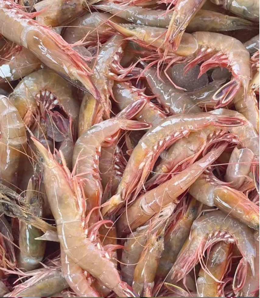台山川岛 小红须虾 海麻虾 新鲜海虾大自然海虾 净重2.4斤#
