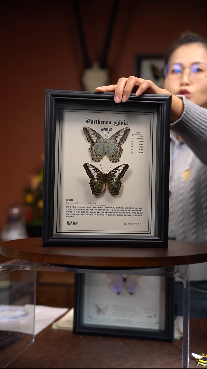 丽蛱蝶雌雄一对（常规）