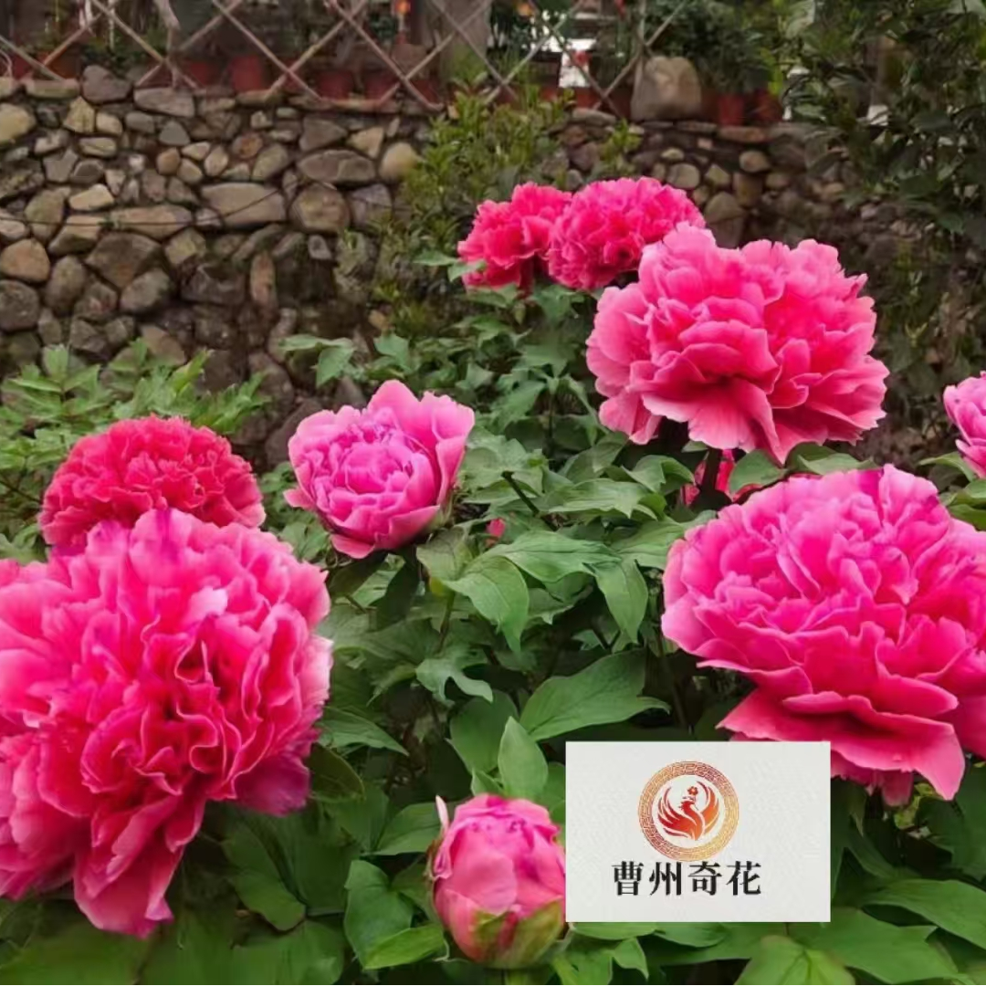 【十全十美芍药＋牡丹至尊套餐】优质芍药和牡丹 先发肥料秋季发苗