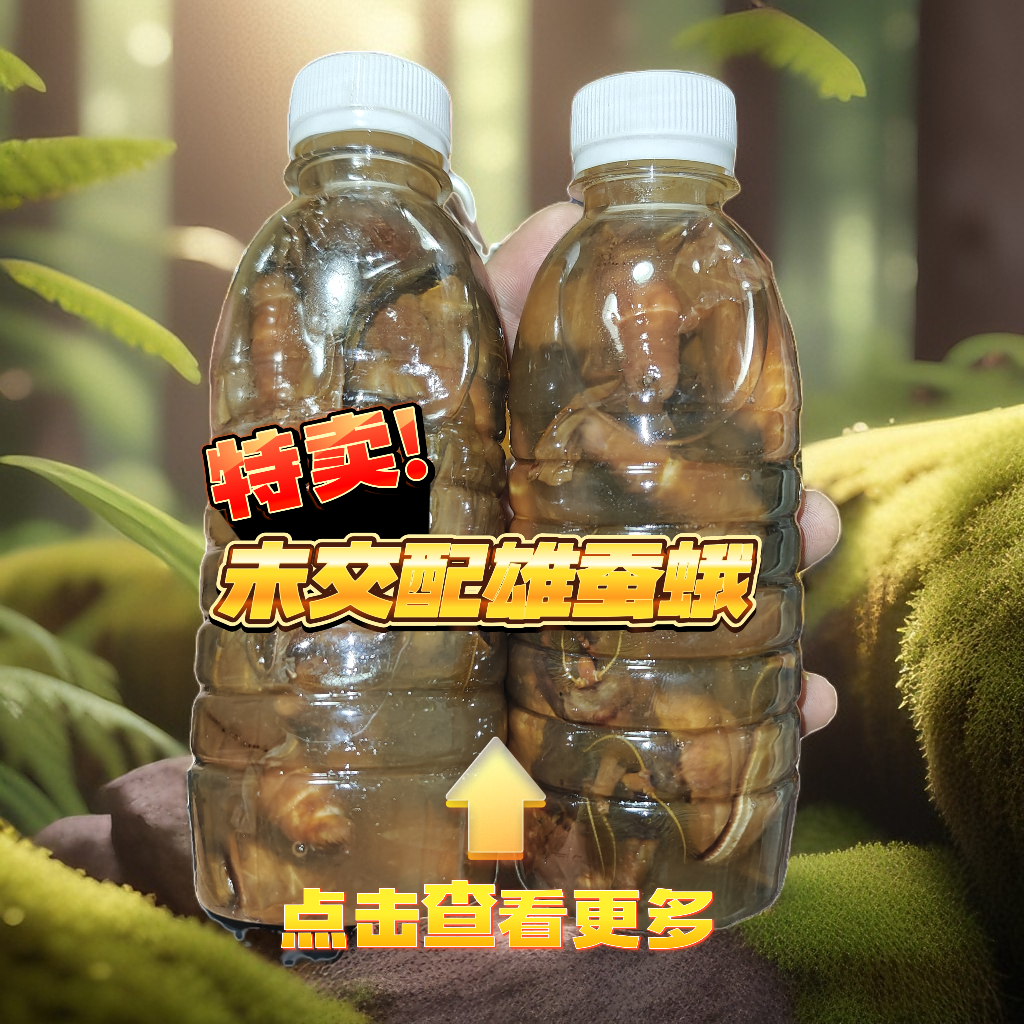 东北雄蚕蛾未交配雄蚕蛾2025年新下山品质保证