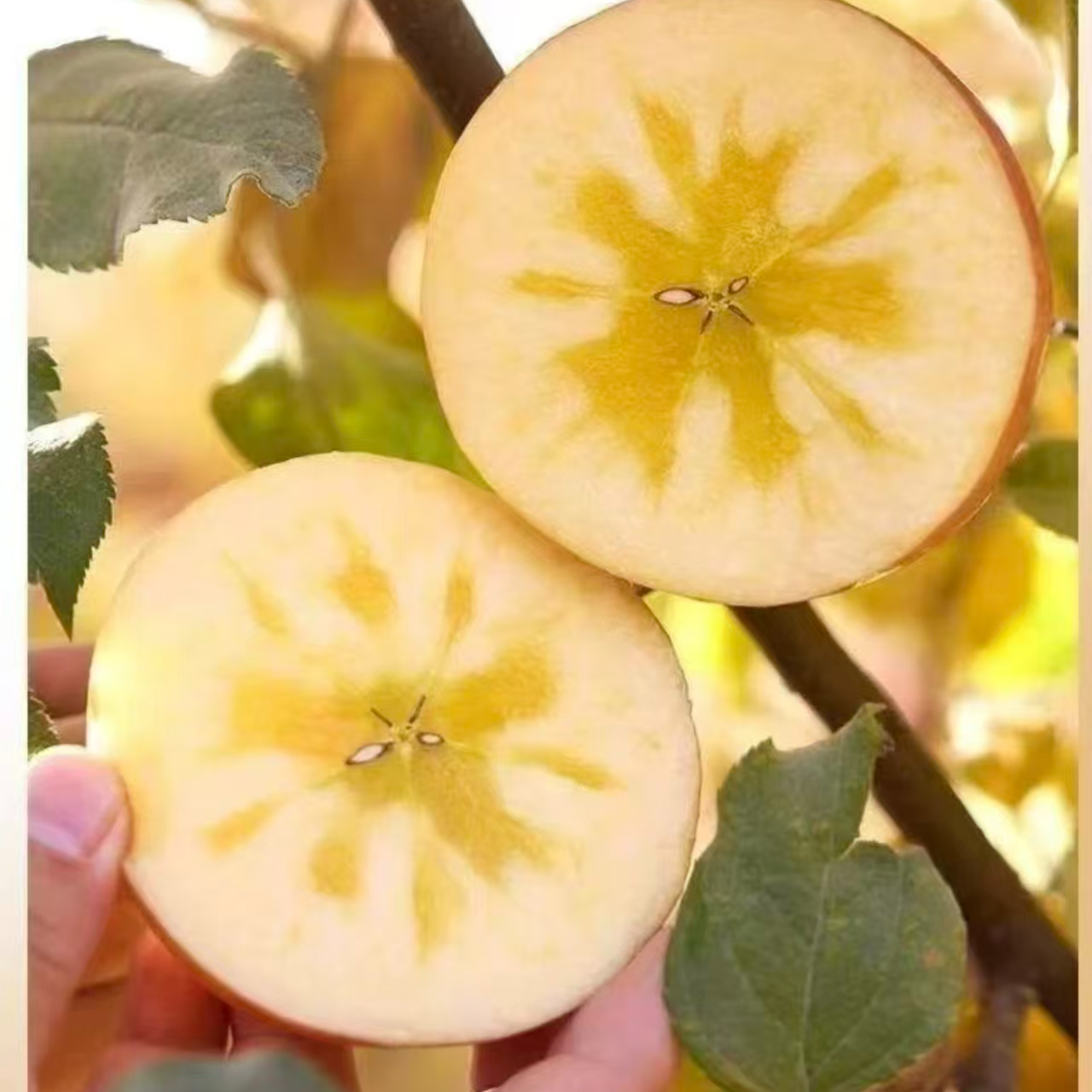 【当季水果】新疆阿克苏苹果 新鲜当季 脆甜多汁 包邮新疆维吾尔自治区