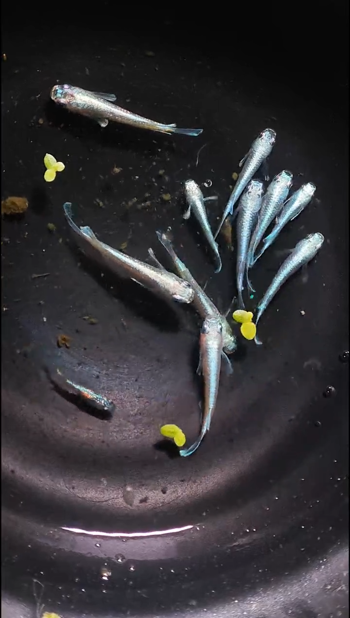 青鳉鱼观背青鳉045