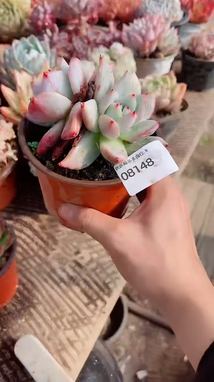 花***宿跃跃精品多肉08148