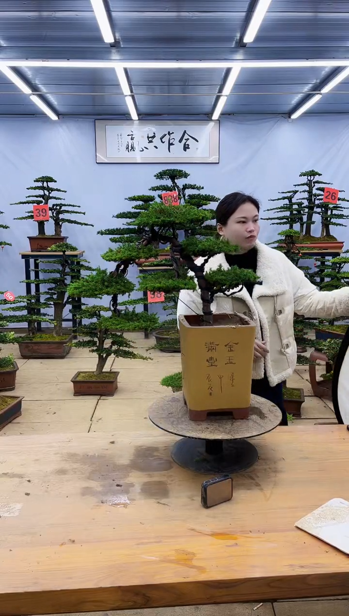 【闪购商品】高端盆景一物一拍，所见即所得