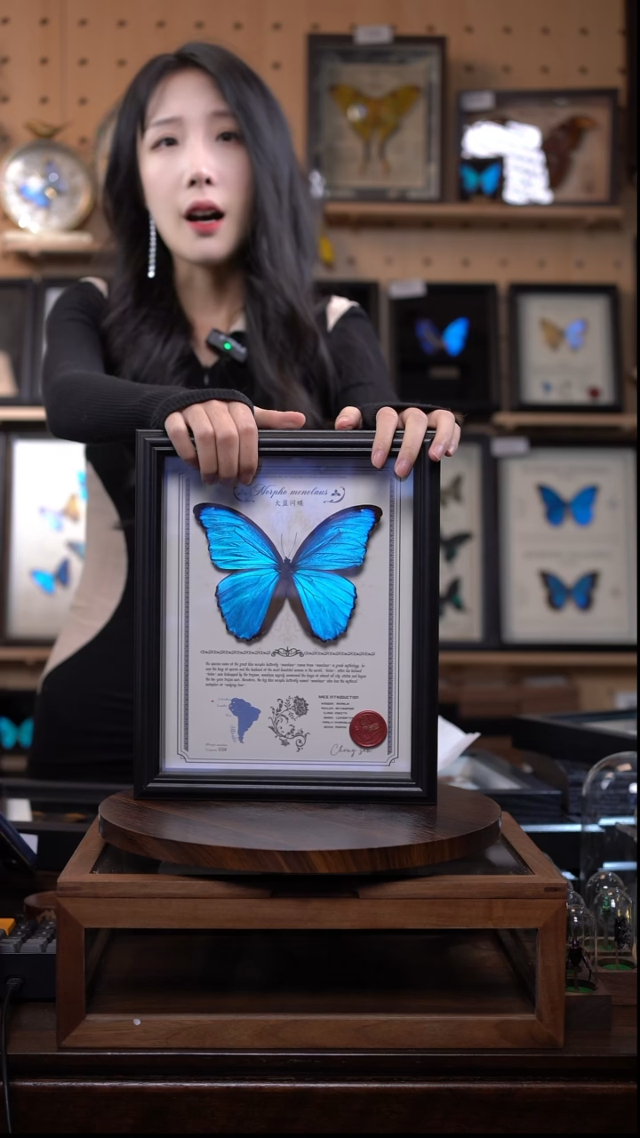 大蓝闪蝶豪华版10寸欧式框（带证书）