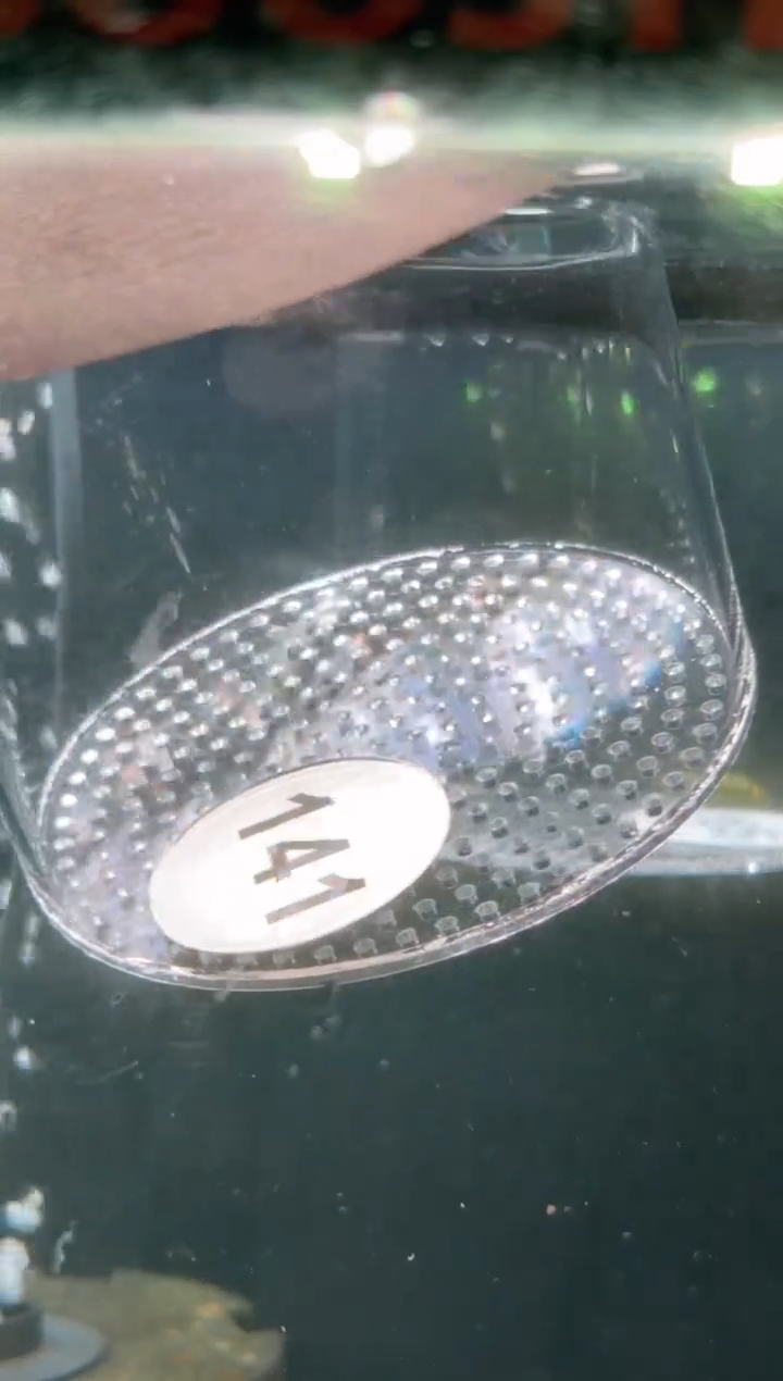 灯科鱼【141】白金钴梦幻旗