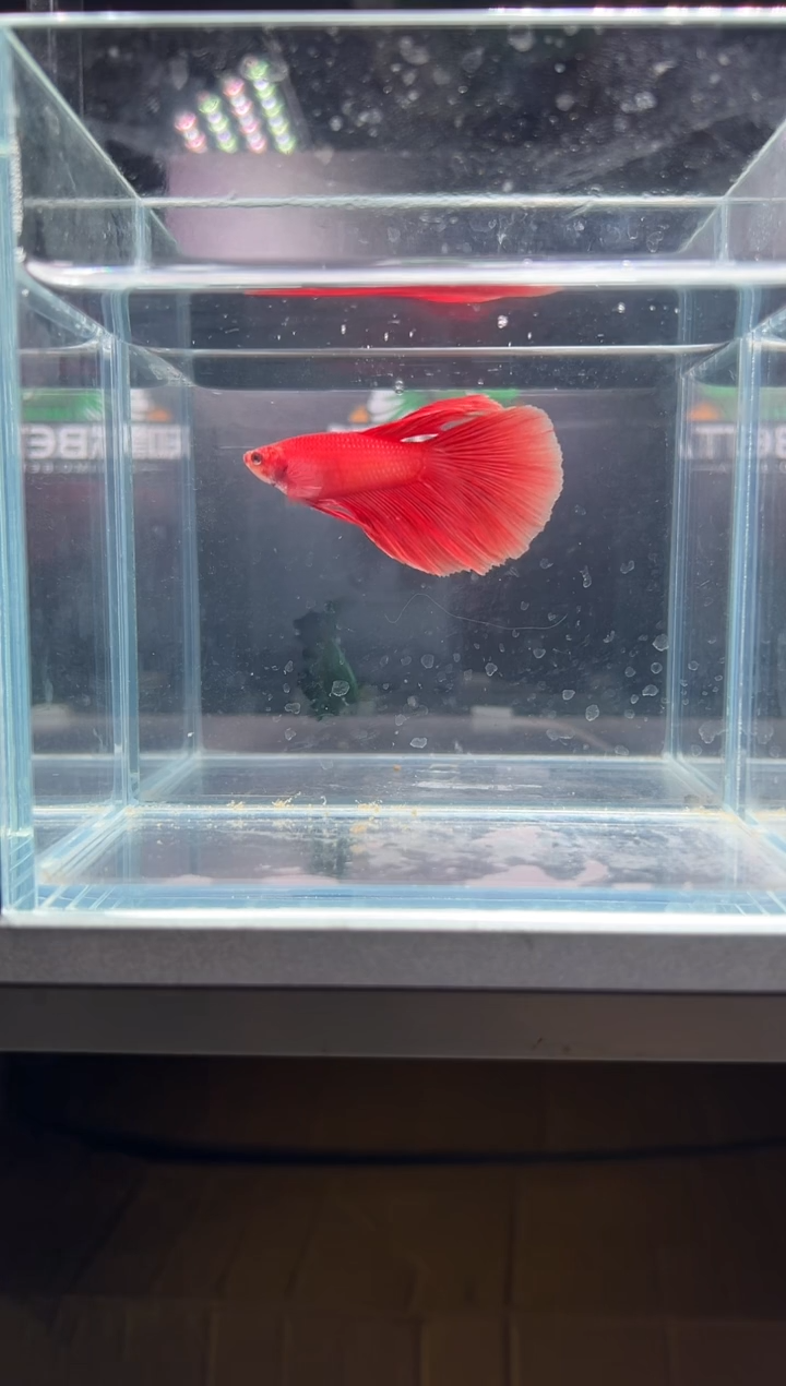 海水鱼知默精品印尼斗鱼