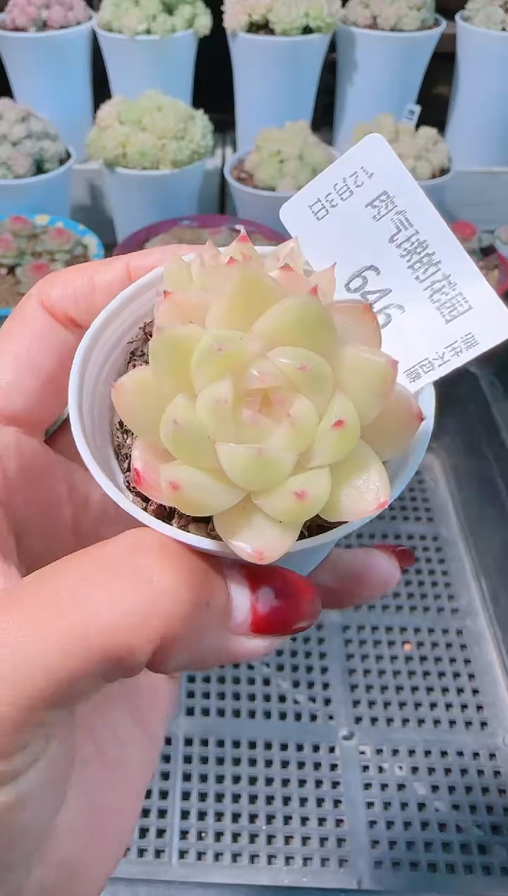 1203-646多肉群生不包整