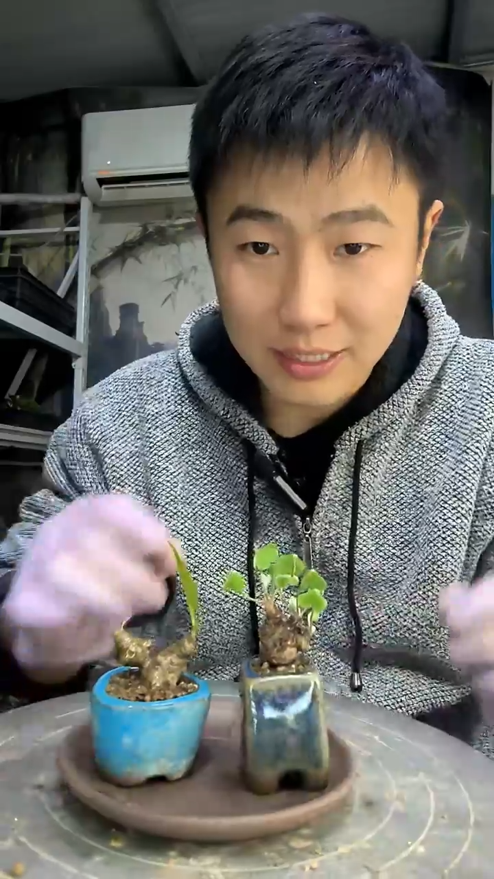 盈*中青园艺一物一拍花412