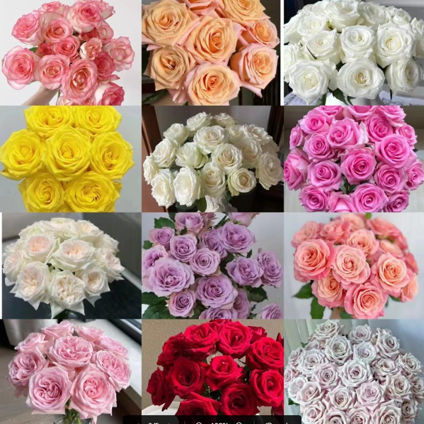 【满4单顺丰包邮】福利 玫瑰 花晨达云南鲜花批发