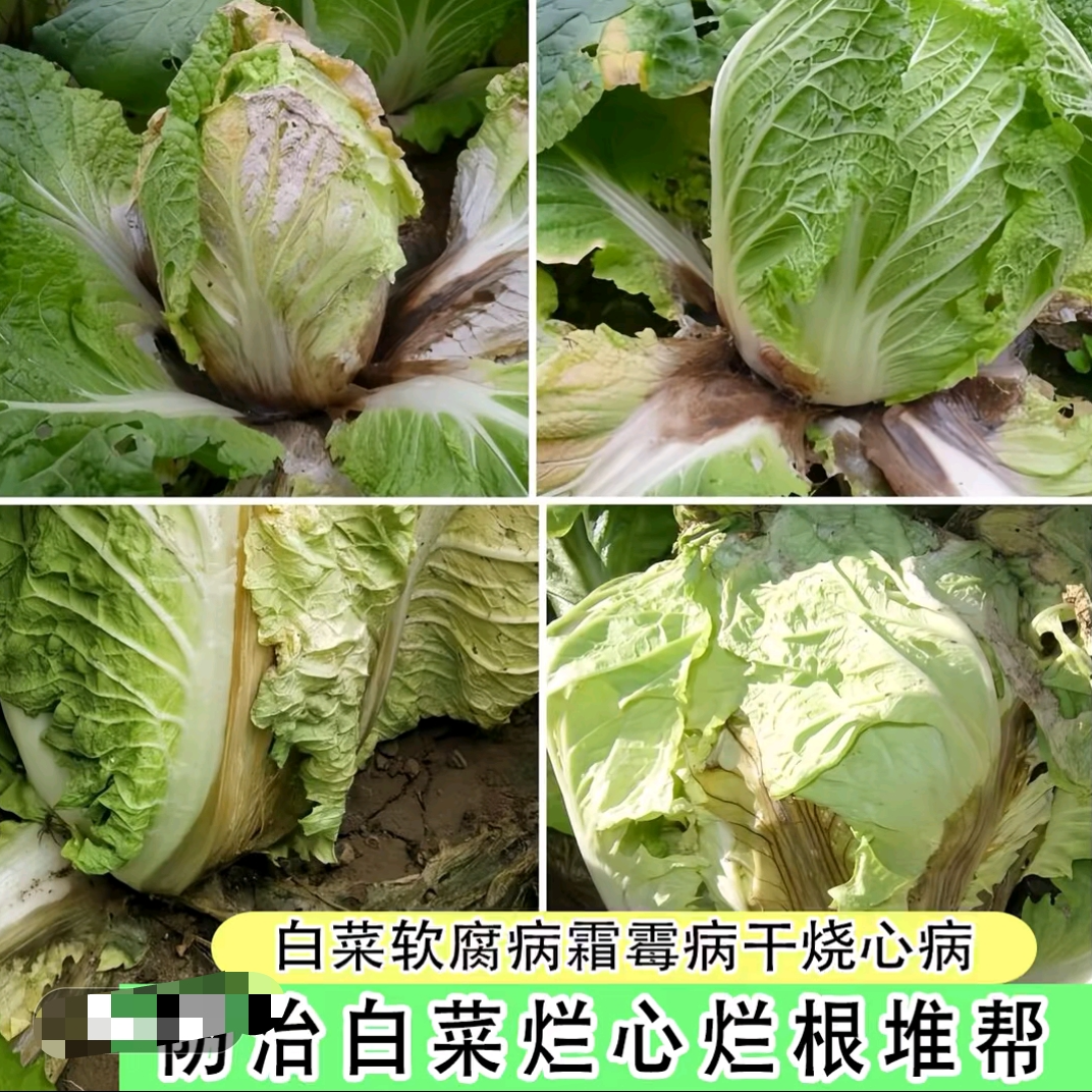 大白菜 干烧心 软腐病 霜霉病等病害防治三件套
