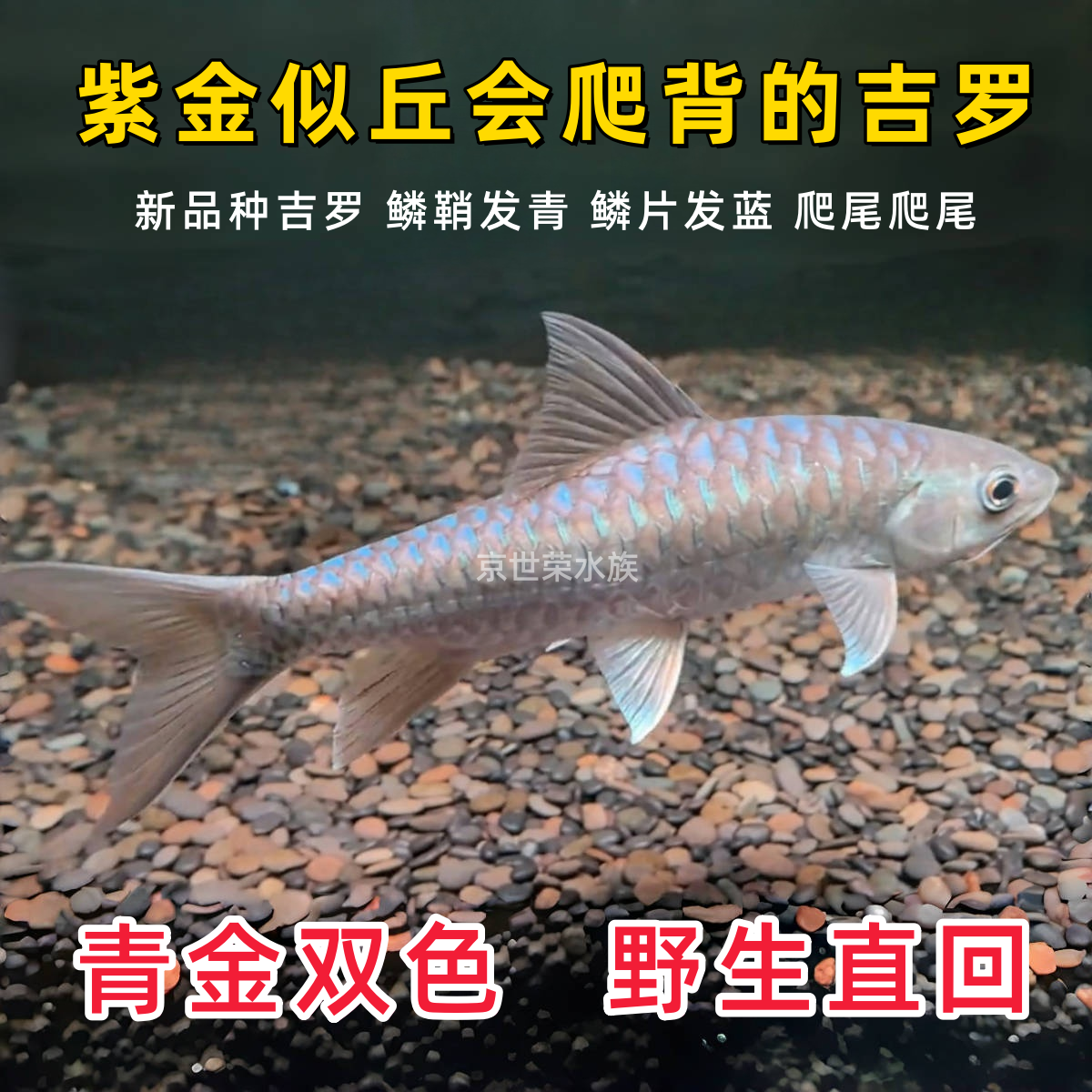 缅甸紫金似丘吉罗双色青金色蓝吉罗稀有原生观赏鱼大型淡水活体苗