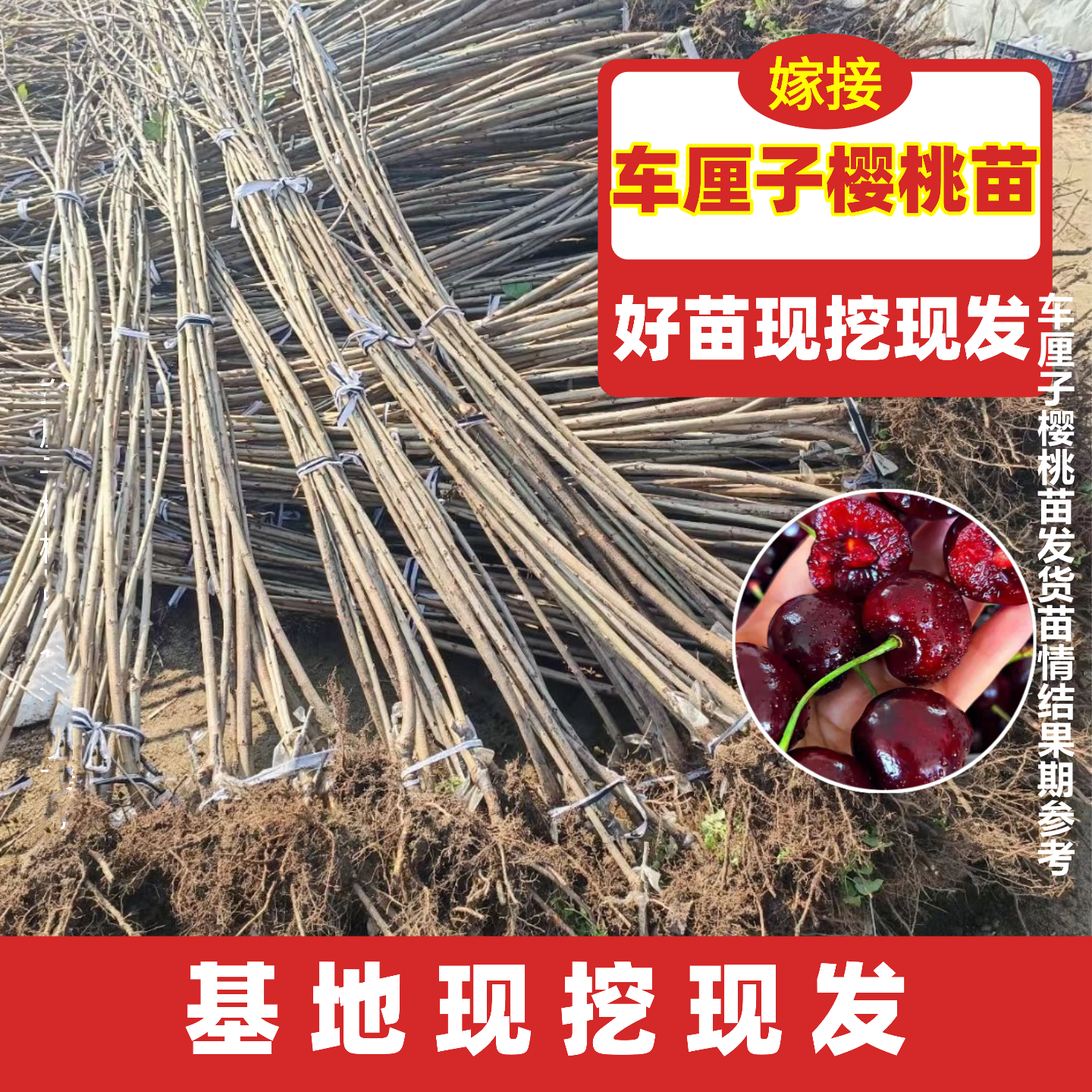 车厘子樱桃树苗黑珍珠桑提娜南北方种植盆栽地栽阳庭院种植果树苗