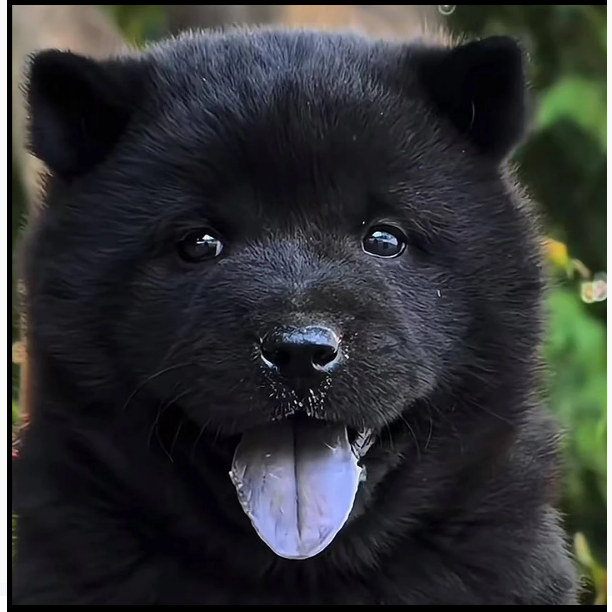 五明犬舍活体纯血统五红五黑犬狗狗狗饲养宠物宠物狗