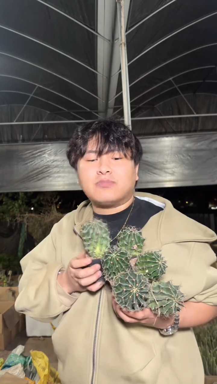 7颗 实生根 龙王 3-5cm