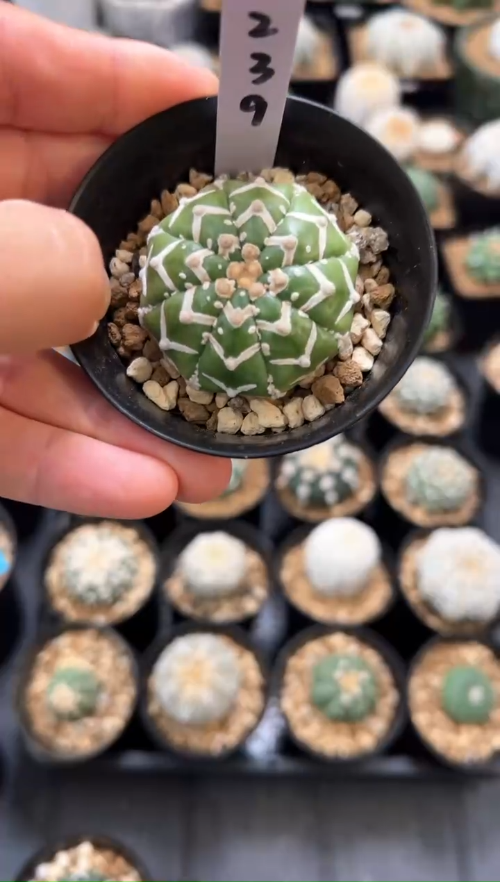 翠皮琉璃v实生根星兜仙人球编码239