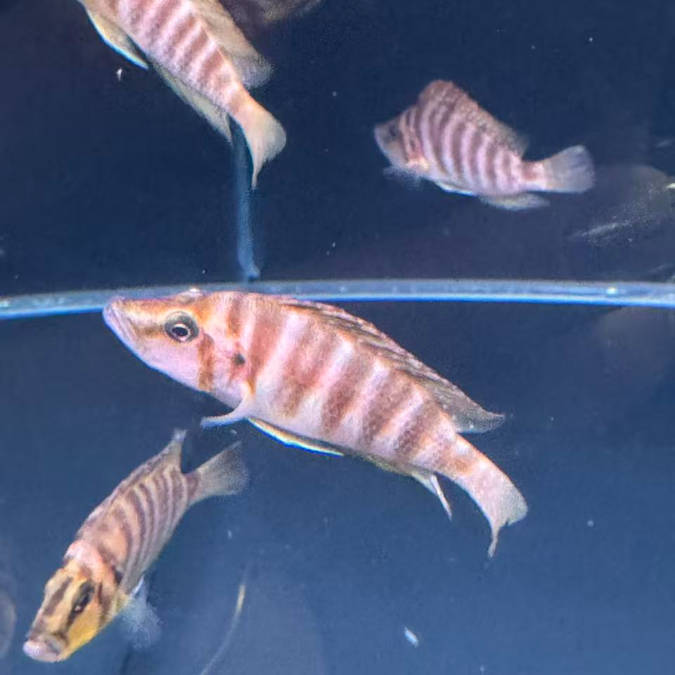 柠檬虎6公分（两单起发）