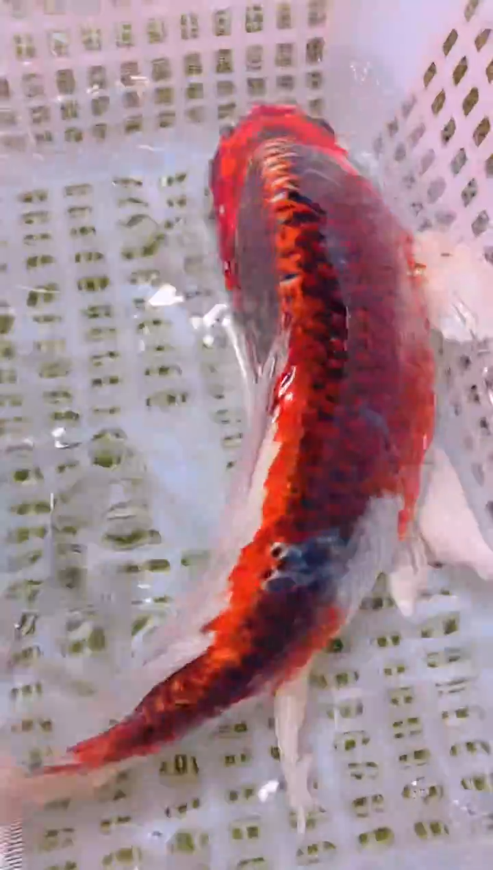 锦鲤冷水观赏鱼全场包邮110