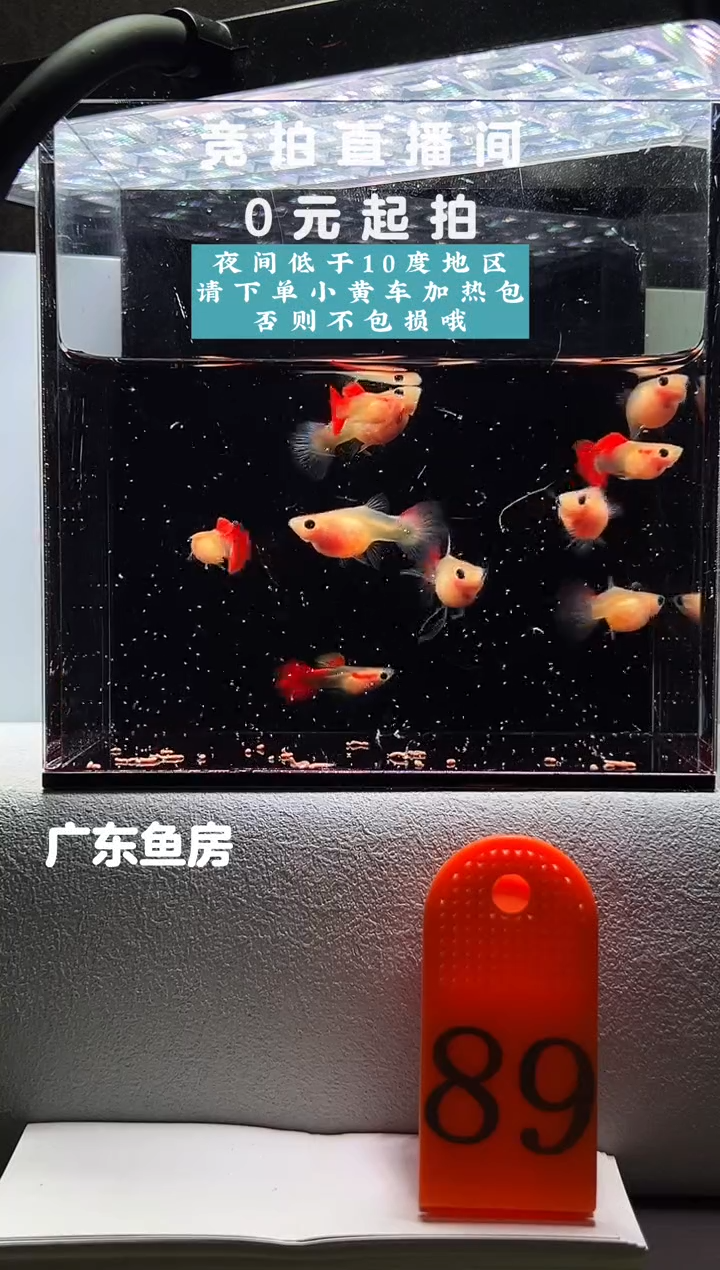 孔雀鱼红礼服玻璃猫10只编号89