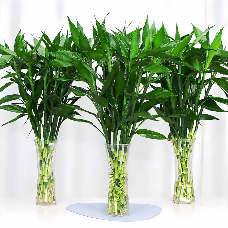 【基地直发】富贵竹水培植物中竹水养绿植
