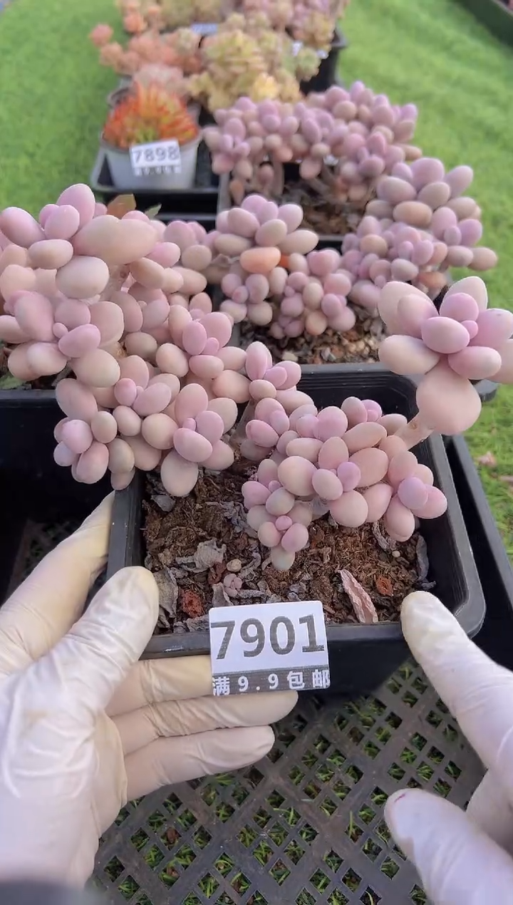 【闪购商品】信福多肉一物一拍