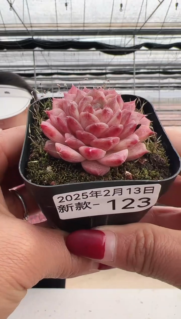 【闪购商品】新款多肉-123