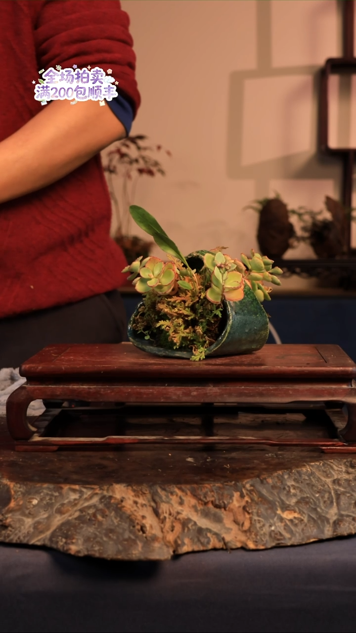 完全开放A38草本植物 不包邮