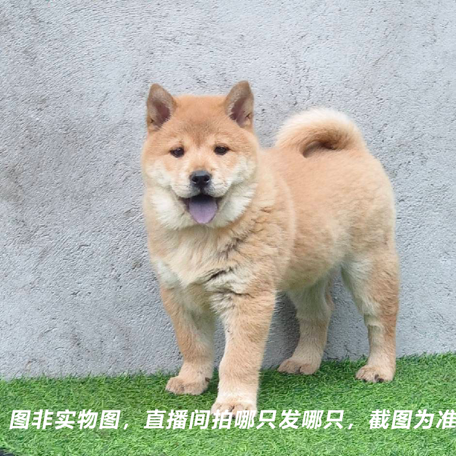 中华田园犬广西土猎活体通用链接