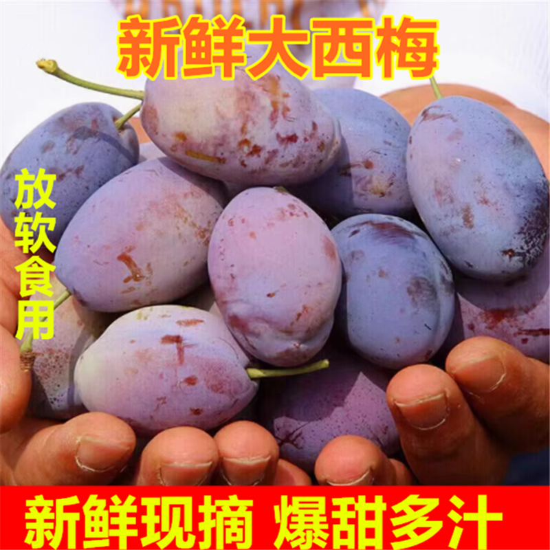 新鲜现摘西梅香甜多汁当季水果非李子孕妇也能吃