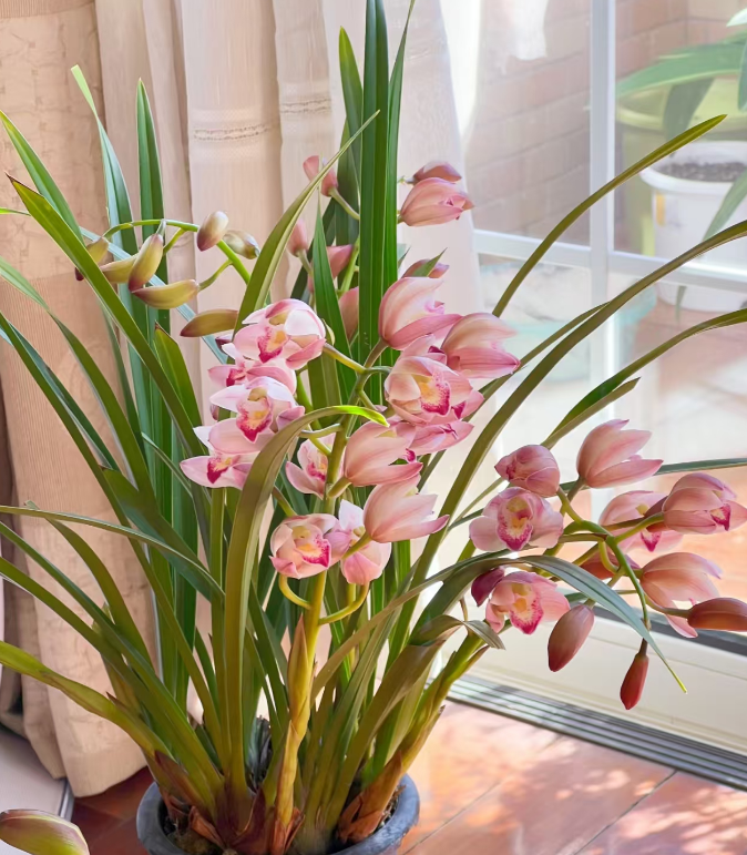 （锤子家的东方仙子）大花惠兰年宵花室内外好养易活大花兰花盆栽