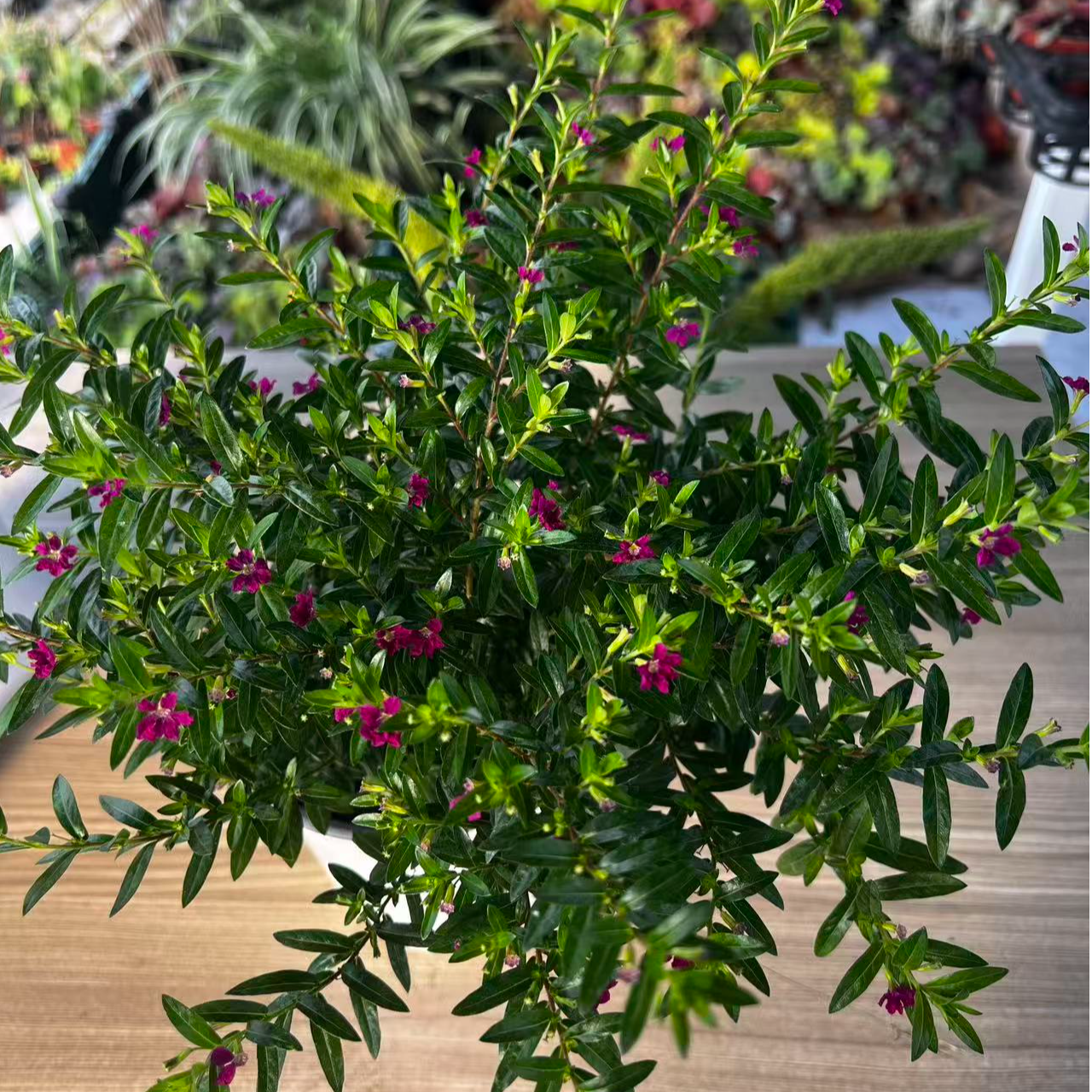 满天星盆栽四季开花室内外好养绿植阳台花卉