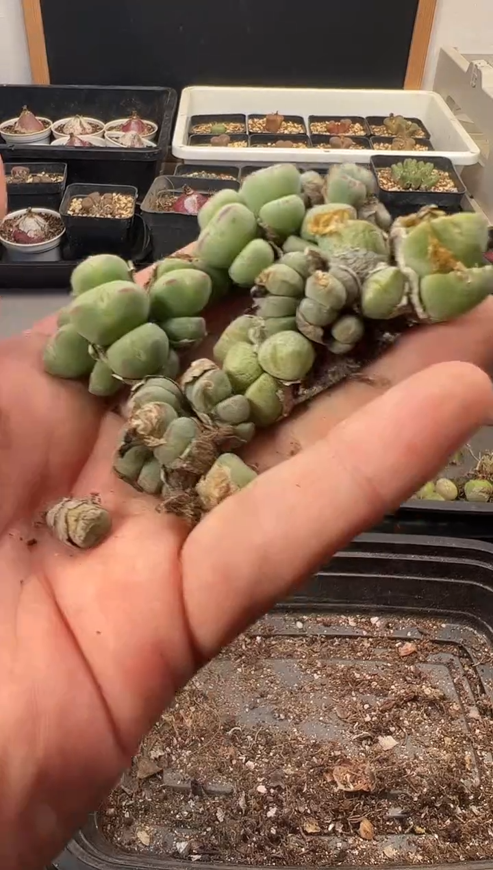 一物一拍           260