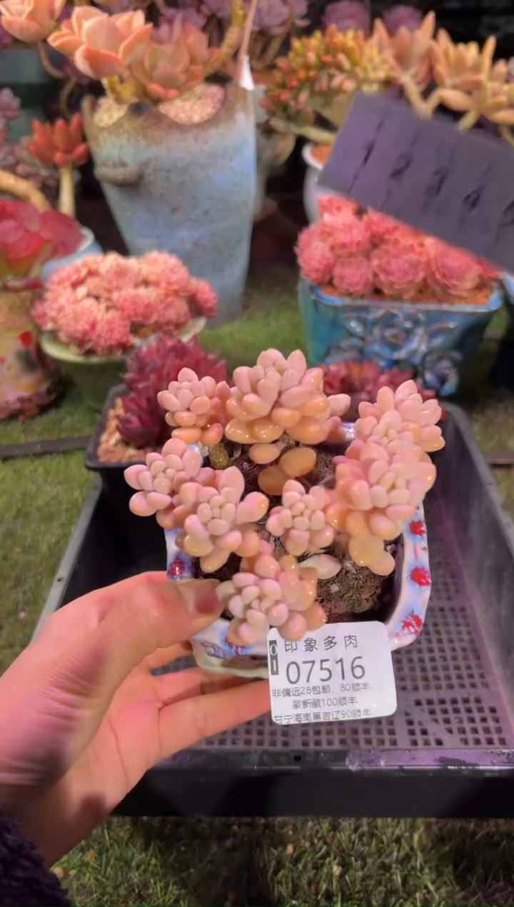 【闪购商品】07516