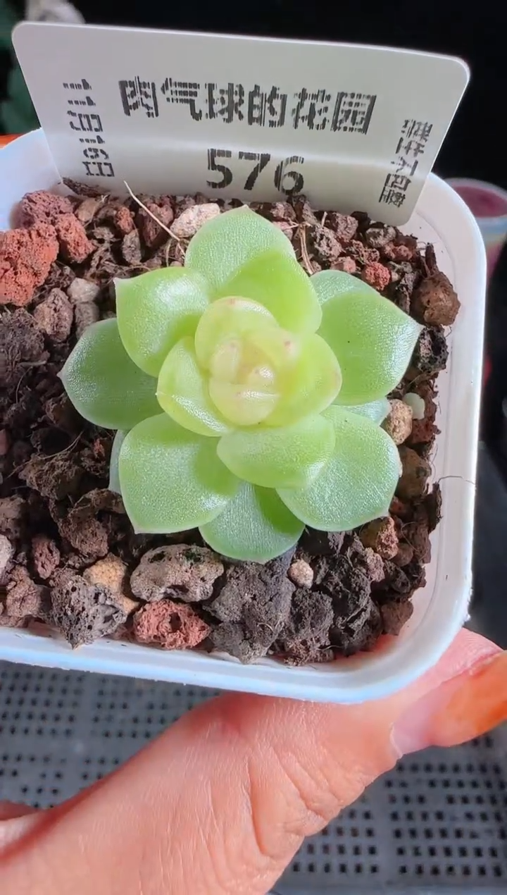 1117-576碧琉璃麦秆群生不包整