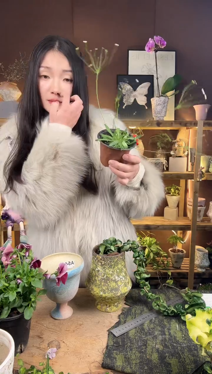 以实际为准V**e点地梅育苗盆   重新选