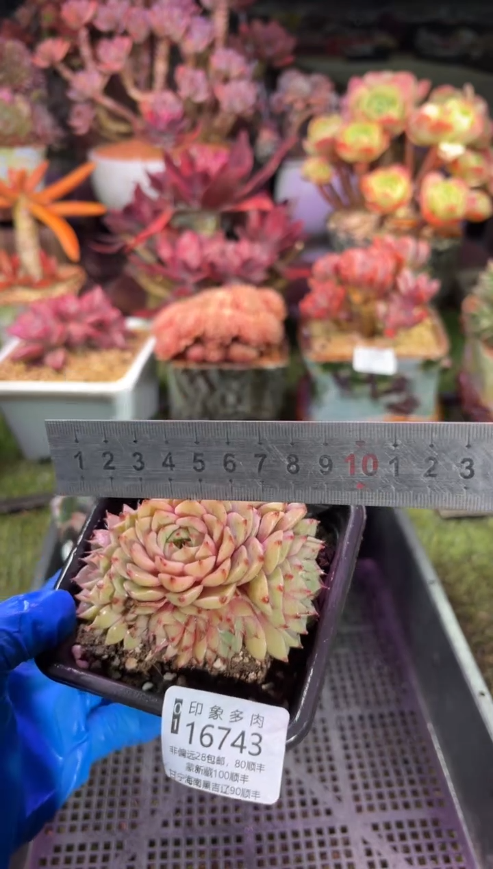 【闪购商品】16743