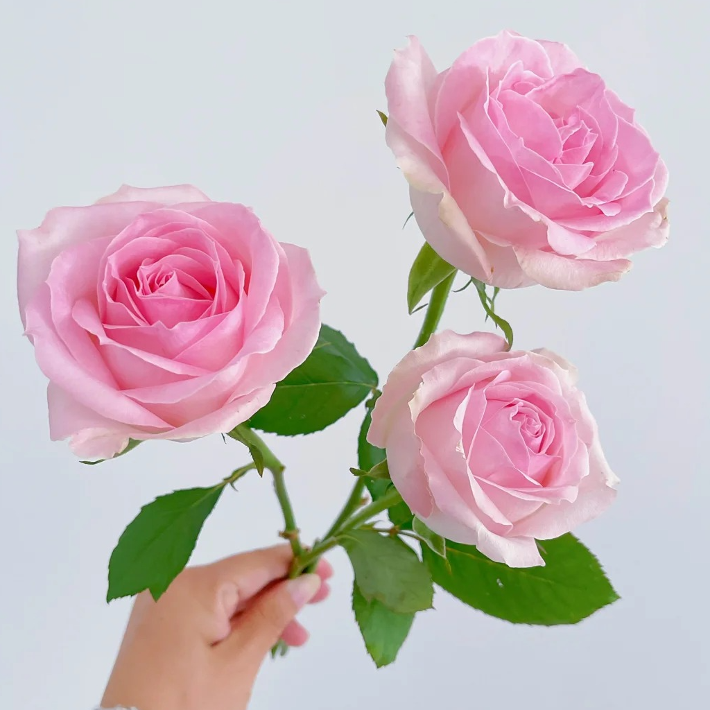 单头桃红雪山玫瑰鲜花鲜切花云南基地直发顺丰