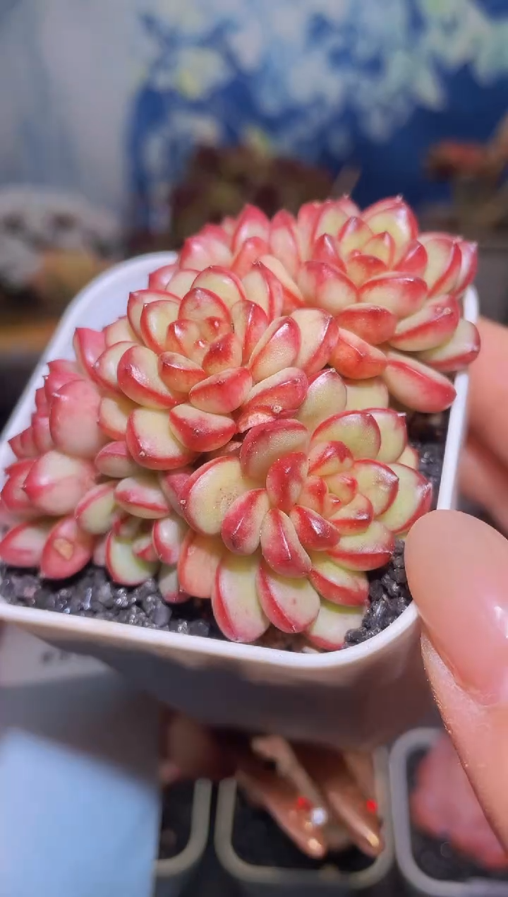 【闪购商品】191亚当钻石星