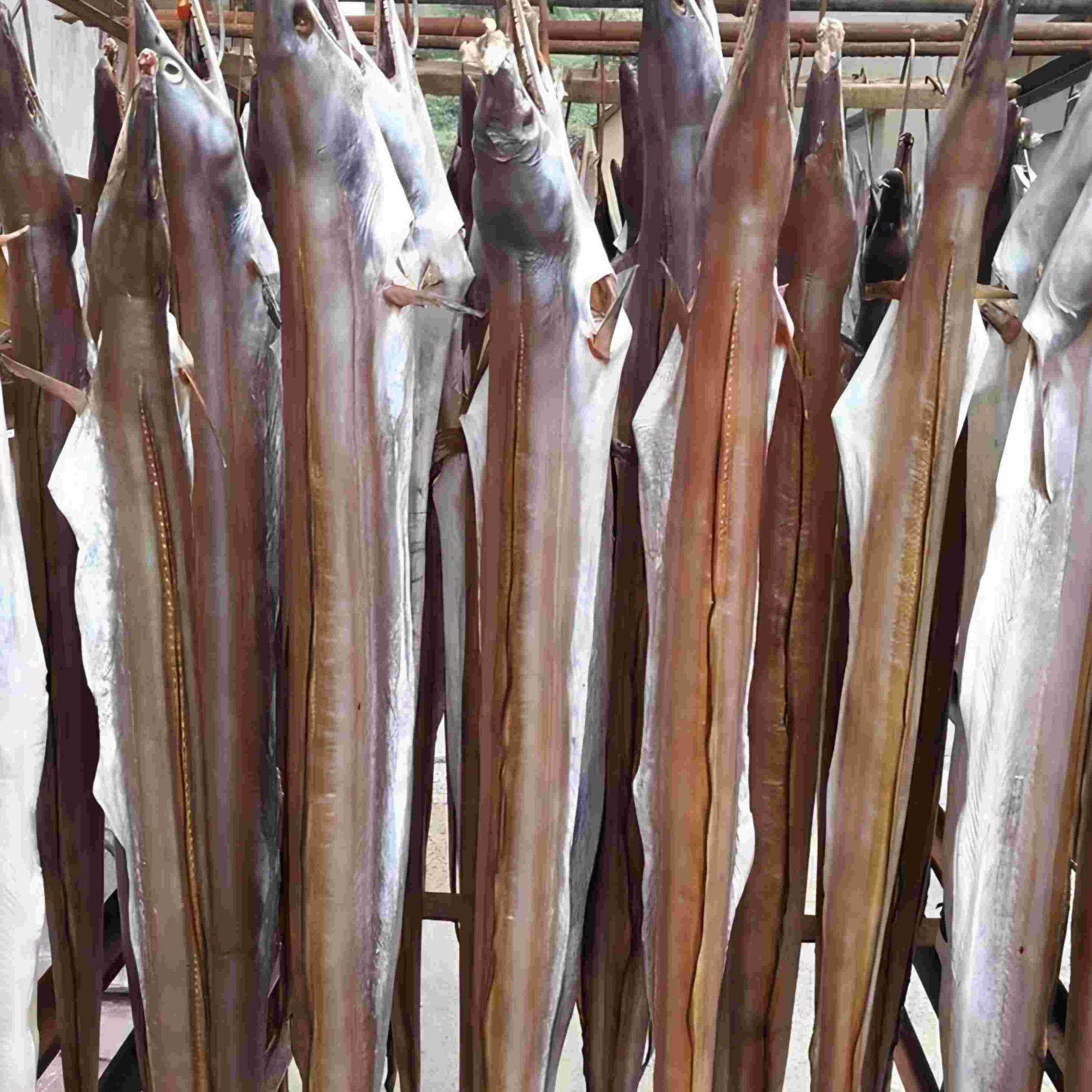 【陈老师】1.2-1.5斤/条 舟山正宗新晒风鳗筒 海鲜干货 咸淡适中