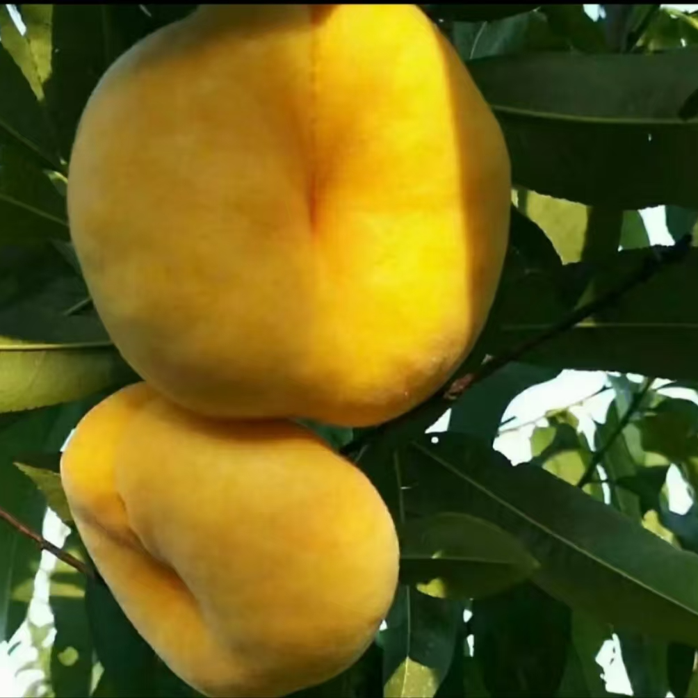 （金蟠99 ）一年生种子秋季落叶后发货