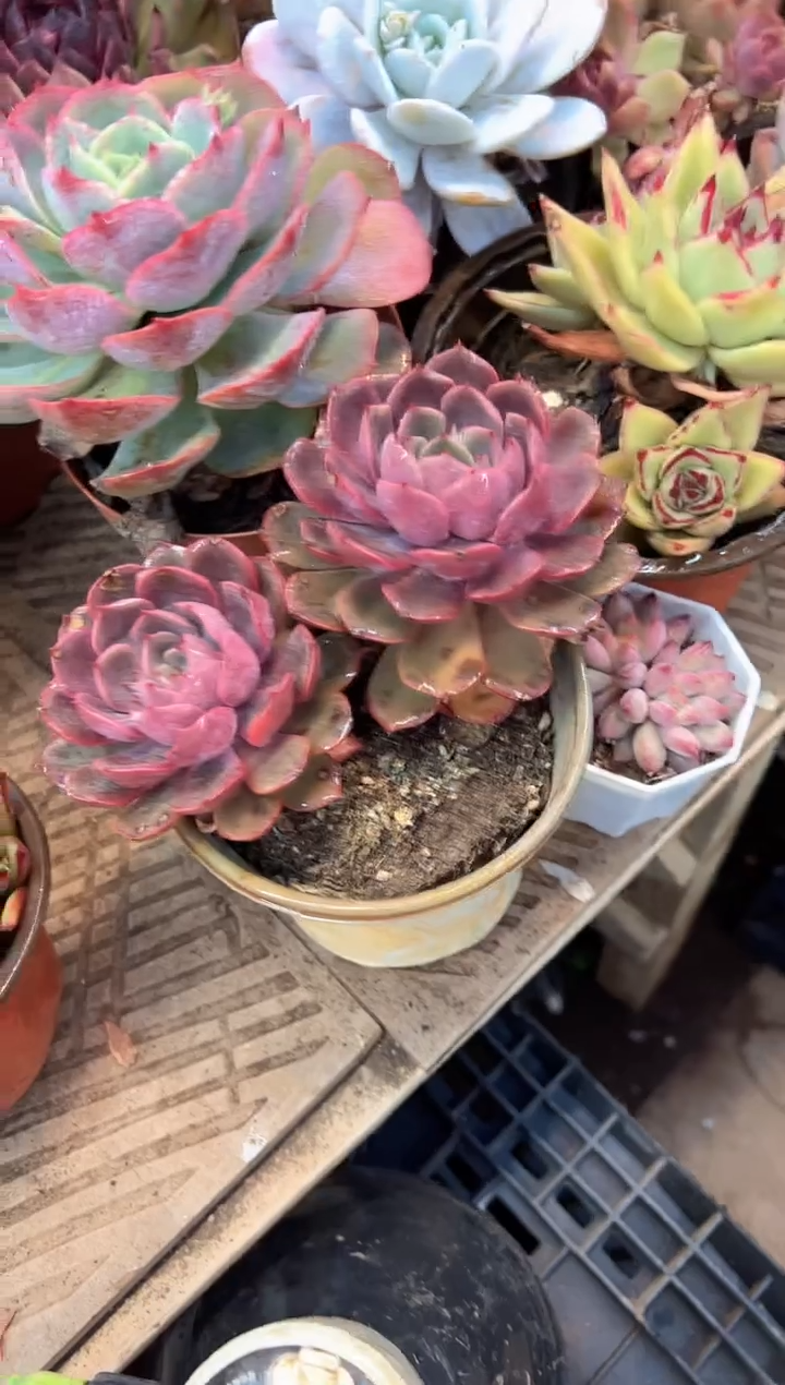 郭*阿迷洲多肉花卉08373