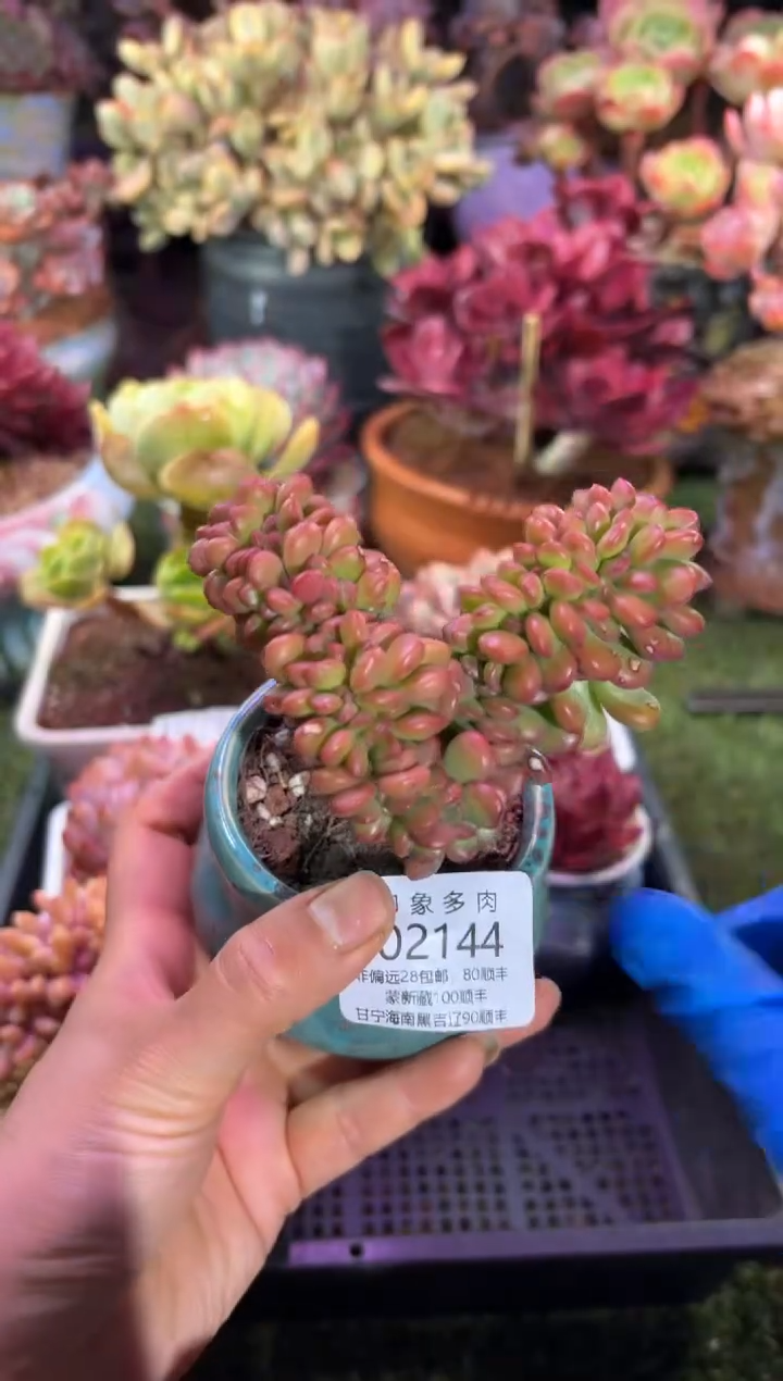 【闪购商品】02144