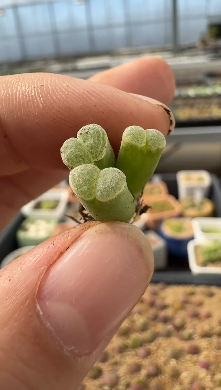 【闪购商品】2.5-62