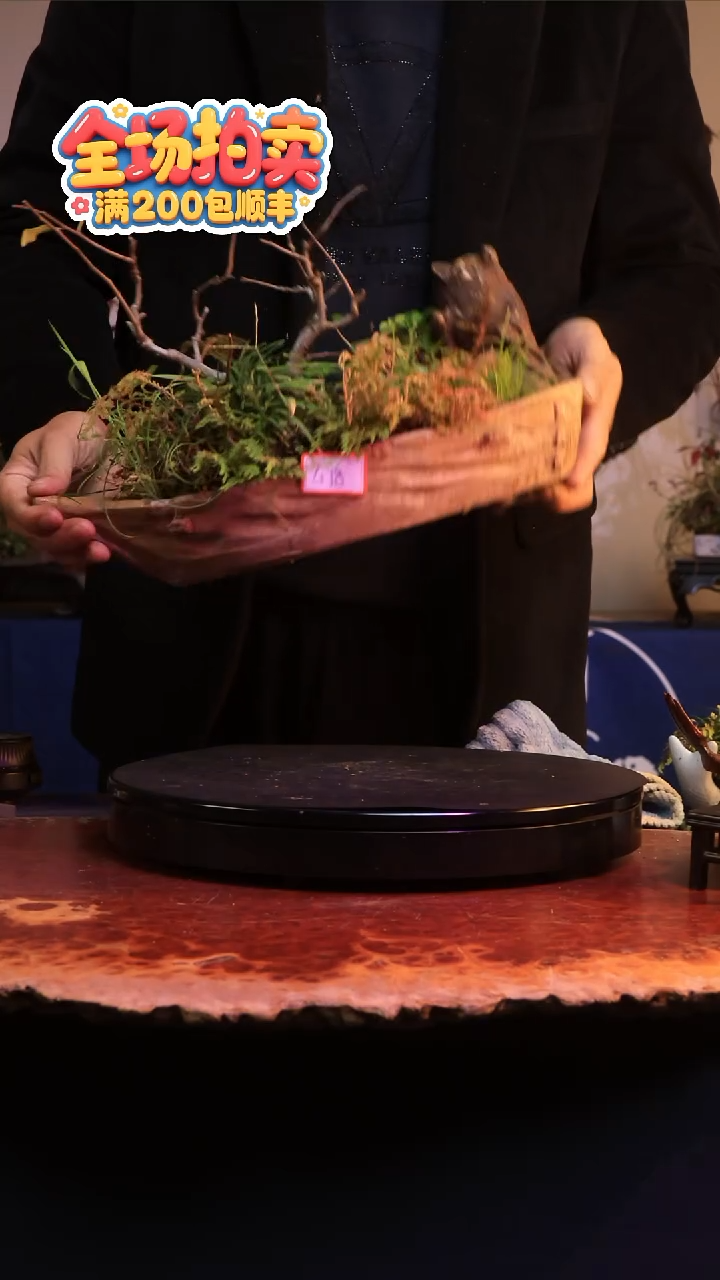 完全开放G18草本植物 不包邮
