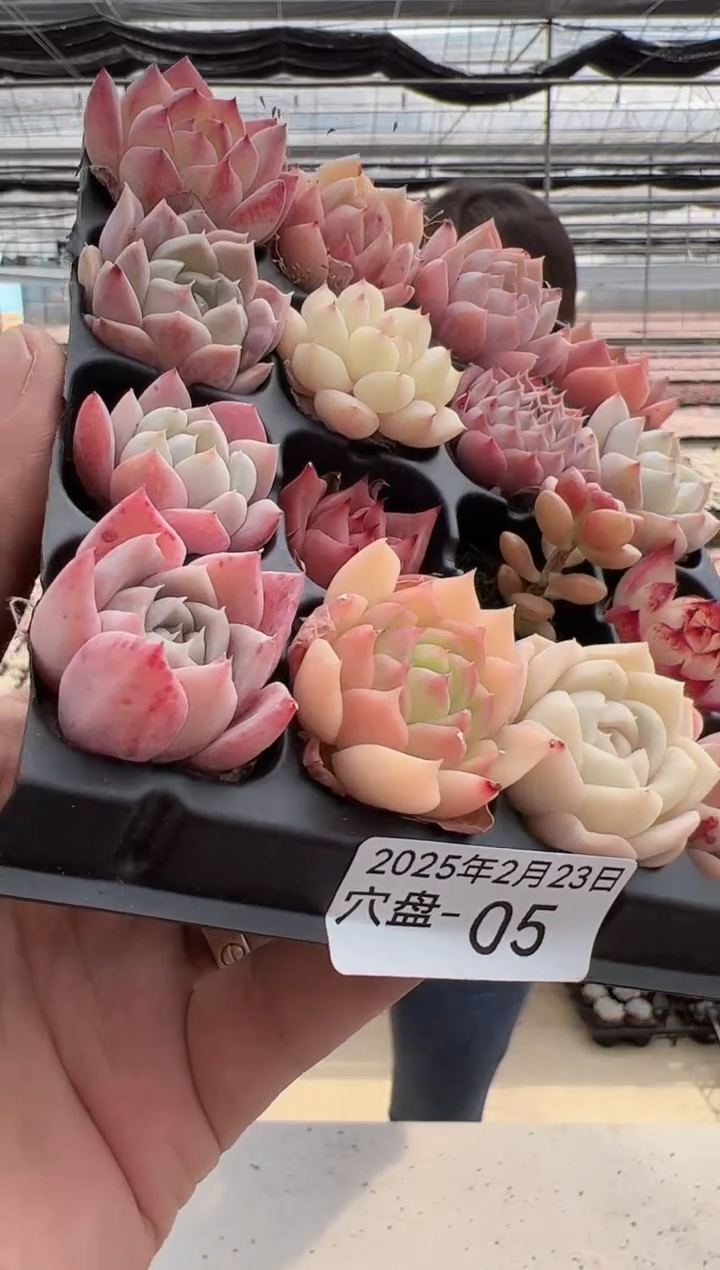 【闪购商品】穴盘-05