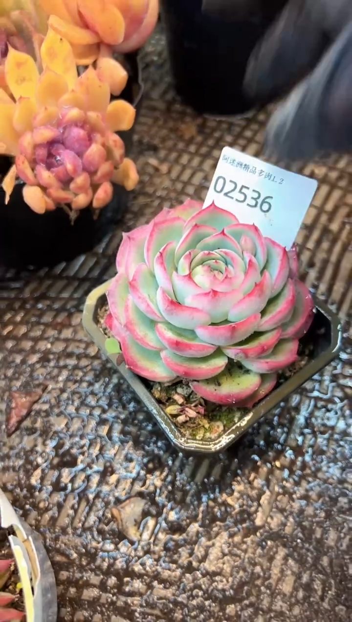 祉*多肉植物一物一拍02536